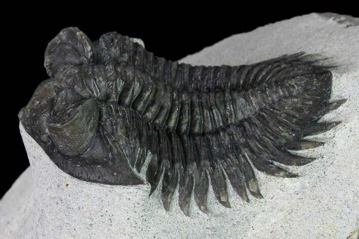 Coltraneia Trilobite Fossil - Huge Faceted Eyes #165922